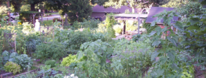 Photo of community gardens.
