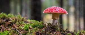 Close up of mushroom and moss.