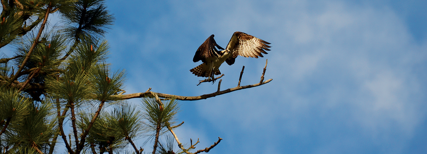 Photo of male osprey landing on branch.