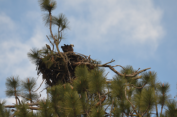 Photo of osprey in nest.