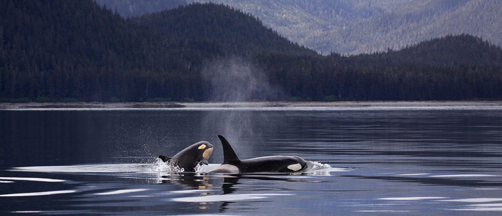 Photo of a mother and calf orca whale.