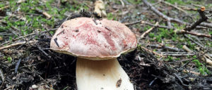 Photo of Boletus Rex-Verus mushroom.