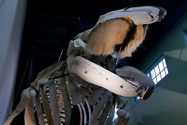 The open jaws of a gray whale at the Marine Science and Technology Center.