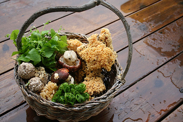 Basket with herbs and spring kings mushrooms.