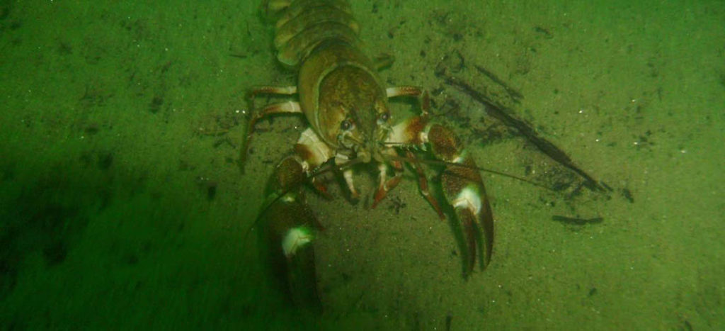 Underwater photo of lobster.