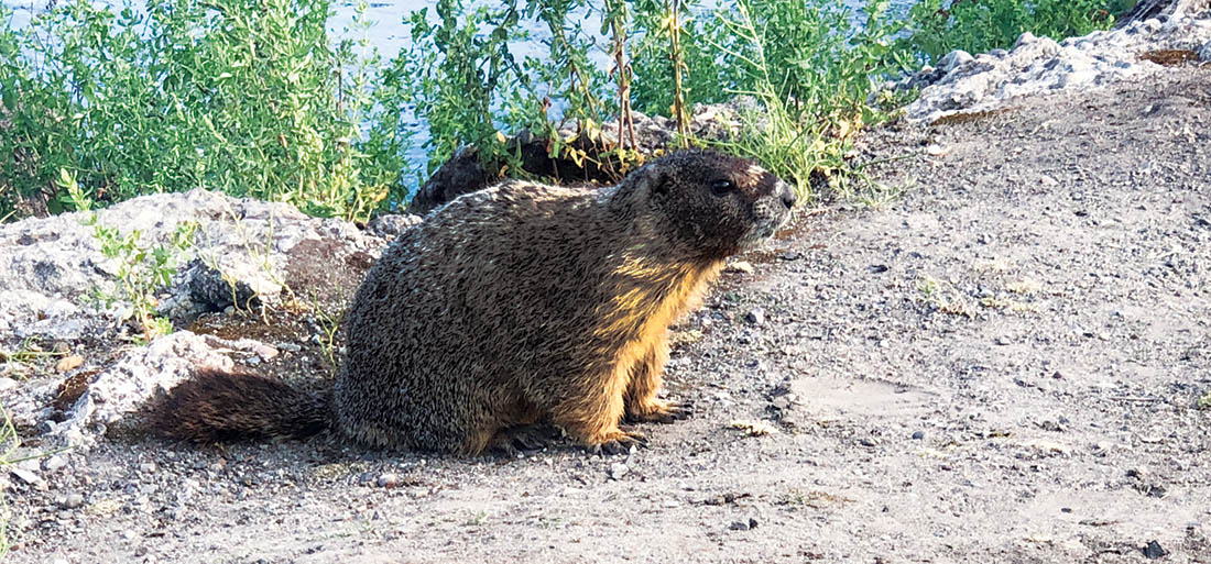 Photo of marmot on the Spokane River shore.