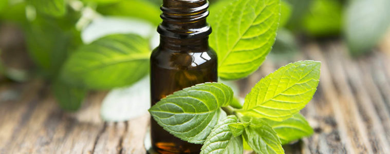 Photo of spearmint and essential oil bottle.