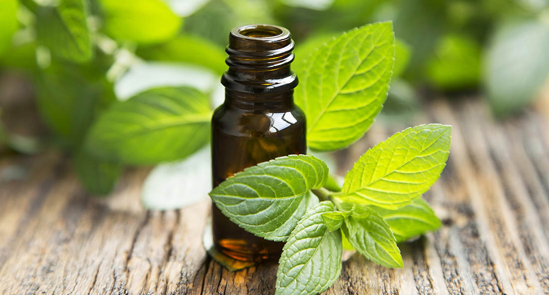 Photo of spearmint and essential oil bottle.