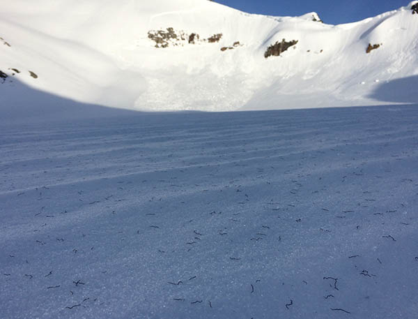 Photo of ice worms on glacier.