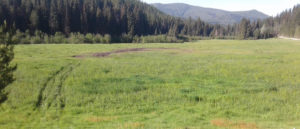 Photo of tire ruts through field.