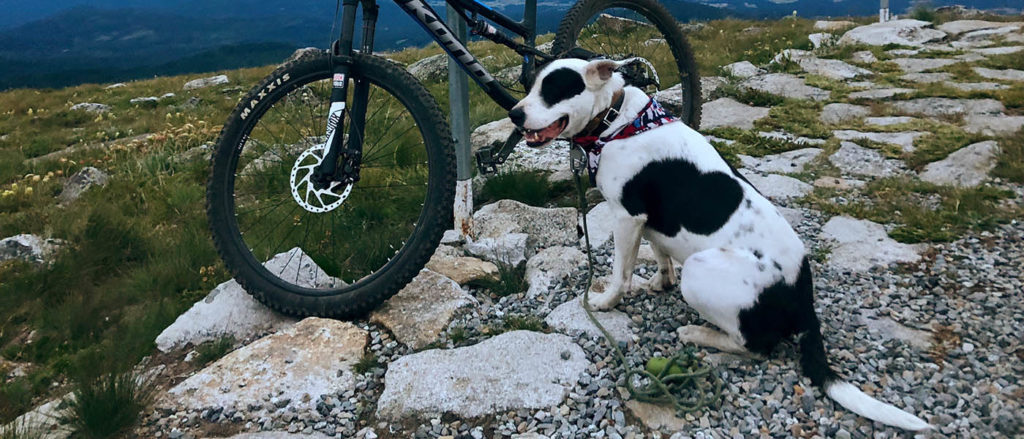 Photo of author's dog, Grouper, next to mountain bike on trail at the summit of Mount Spokane.