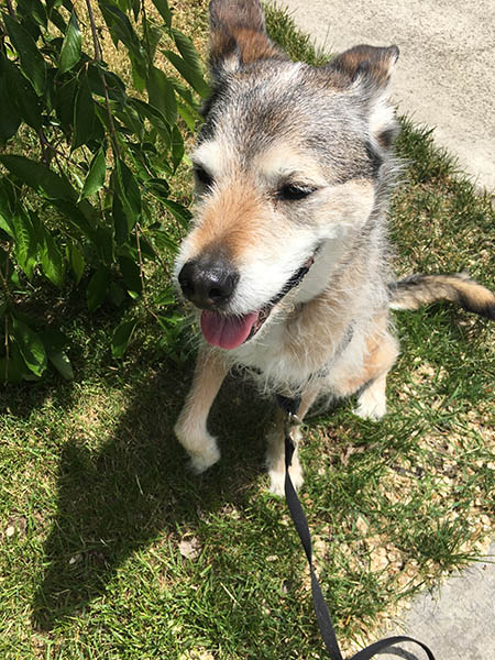 Photo of the author's dog, Emmy, sitting on grass.