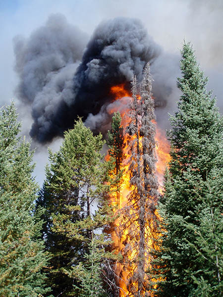 Photo of evergreen tree on fire.