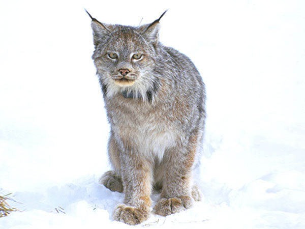 Photo of lynx.