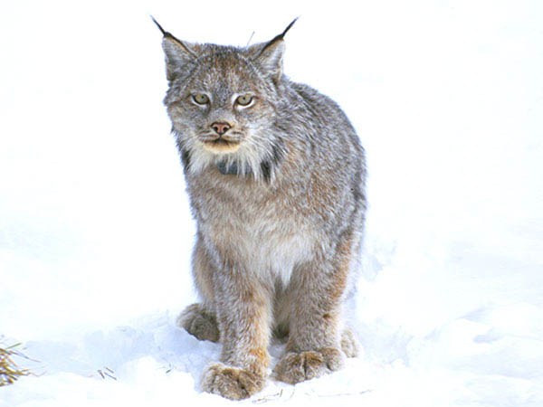 Canada lynx  Washington Department of Fish & Wildlife