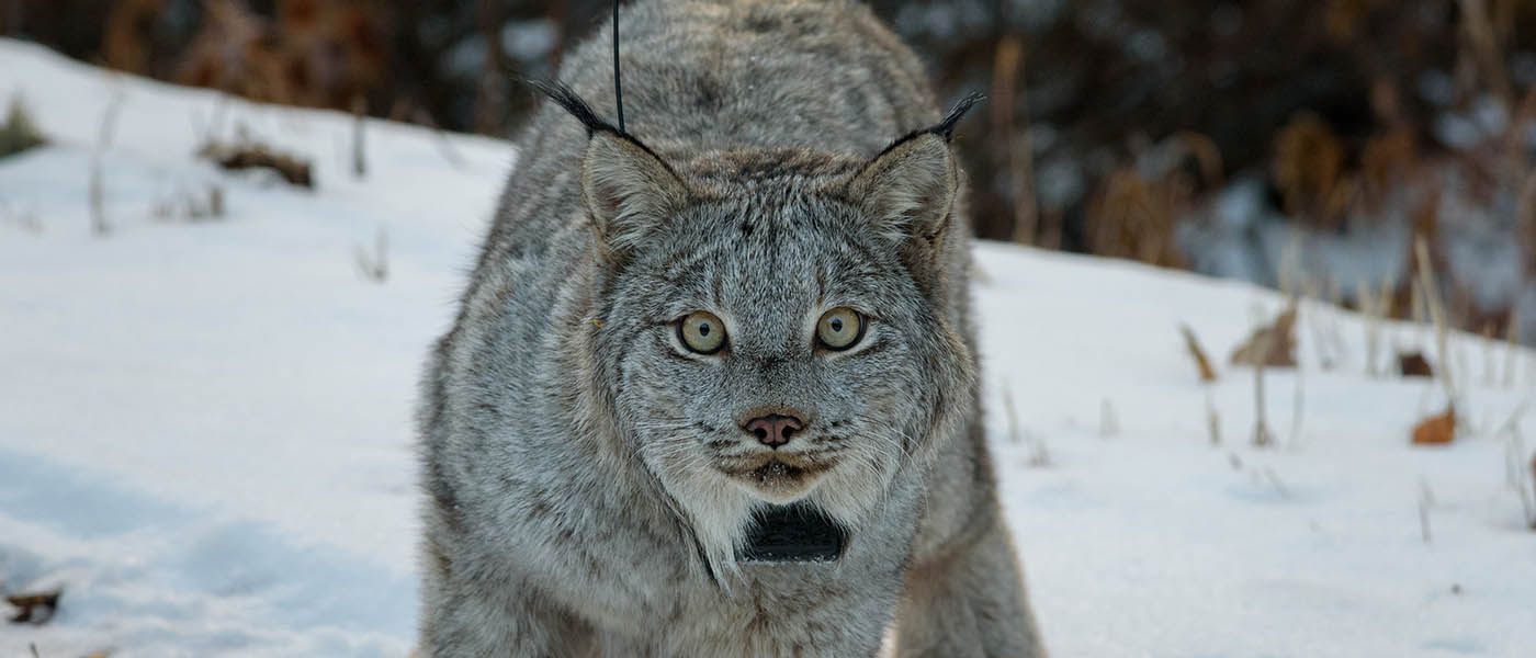 Photo of lynx.
