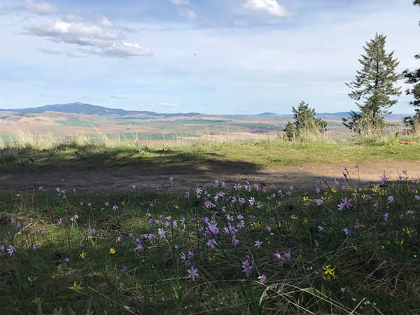 Photo of wildflower meadow.