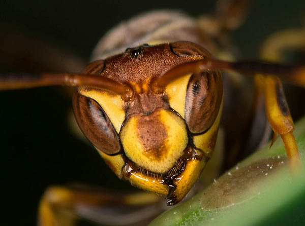 Close up photo of the Polistes Exclamans.