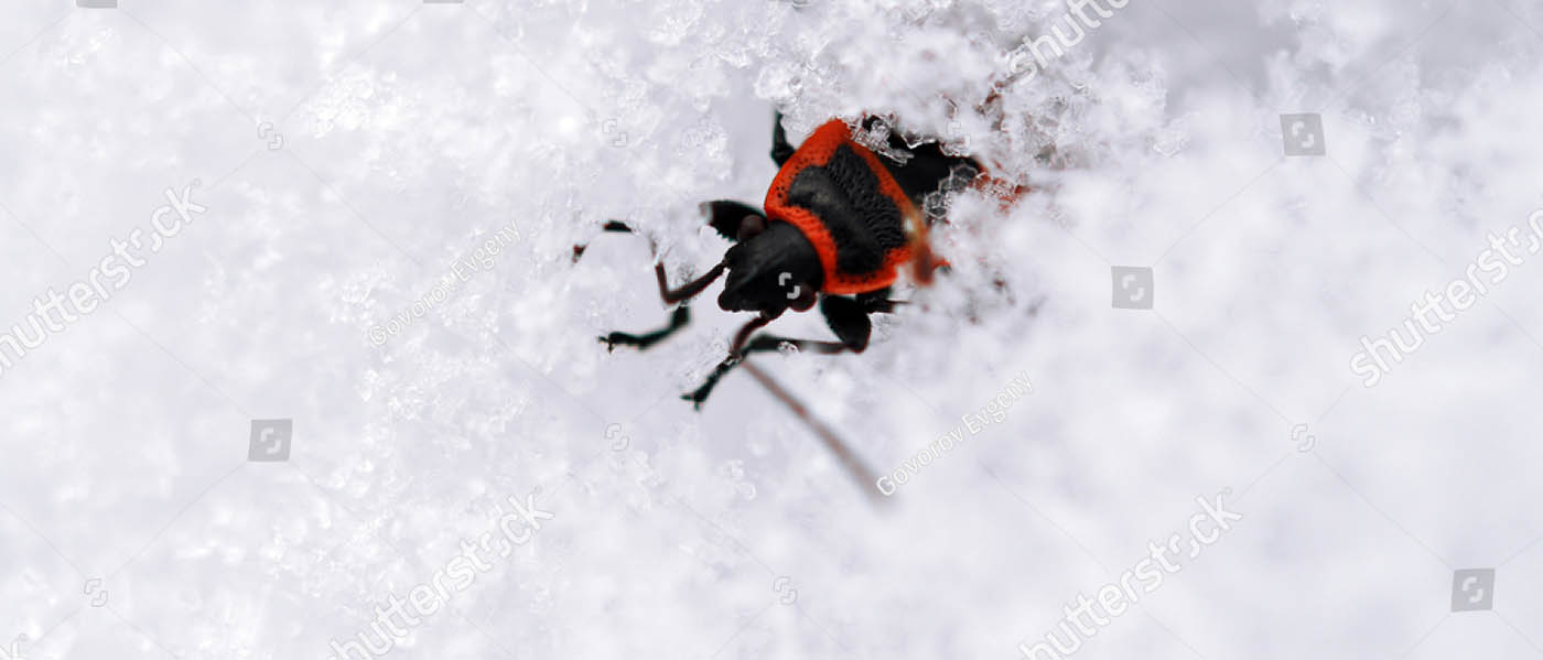 Photo of the firebug, Pyrrhocoris Apterus, after the winter thaw.