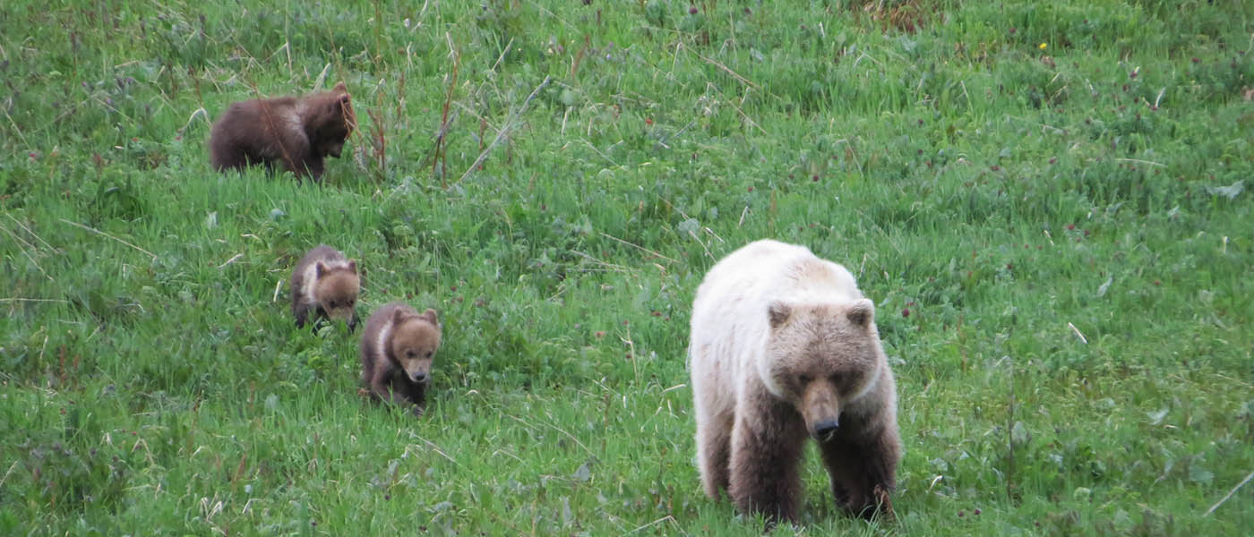 Grizzly mama and cubs roam free in Denali National Park.