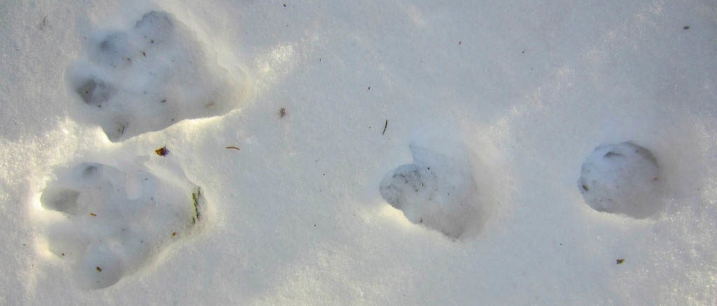 Snowshoe Hare tracks in snow.