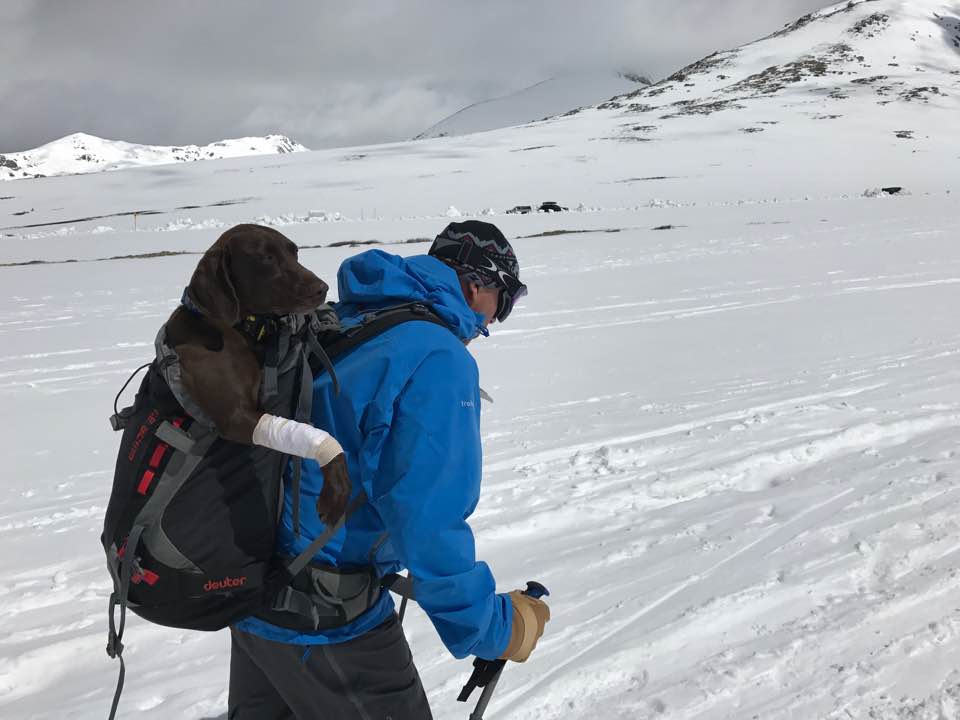 Man carries injured dog in backpack while he skies.