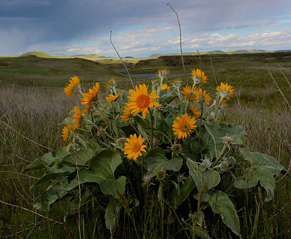 Closeup photo of Arrowleaf Balsamroot at sunset.