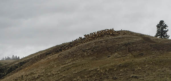 Photo of a herd on top of a small hill.