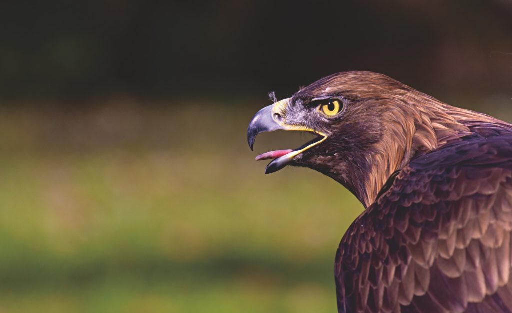 Close up photo of hawk.