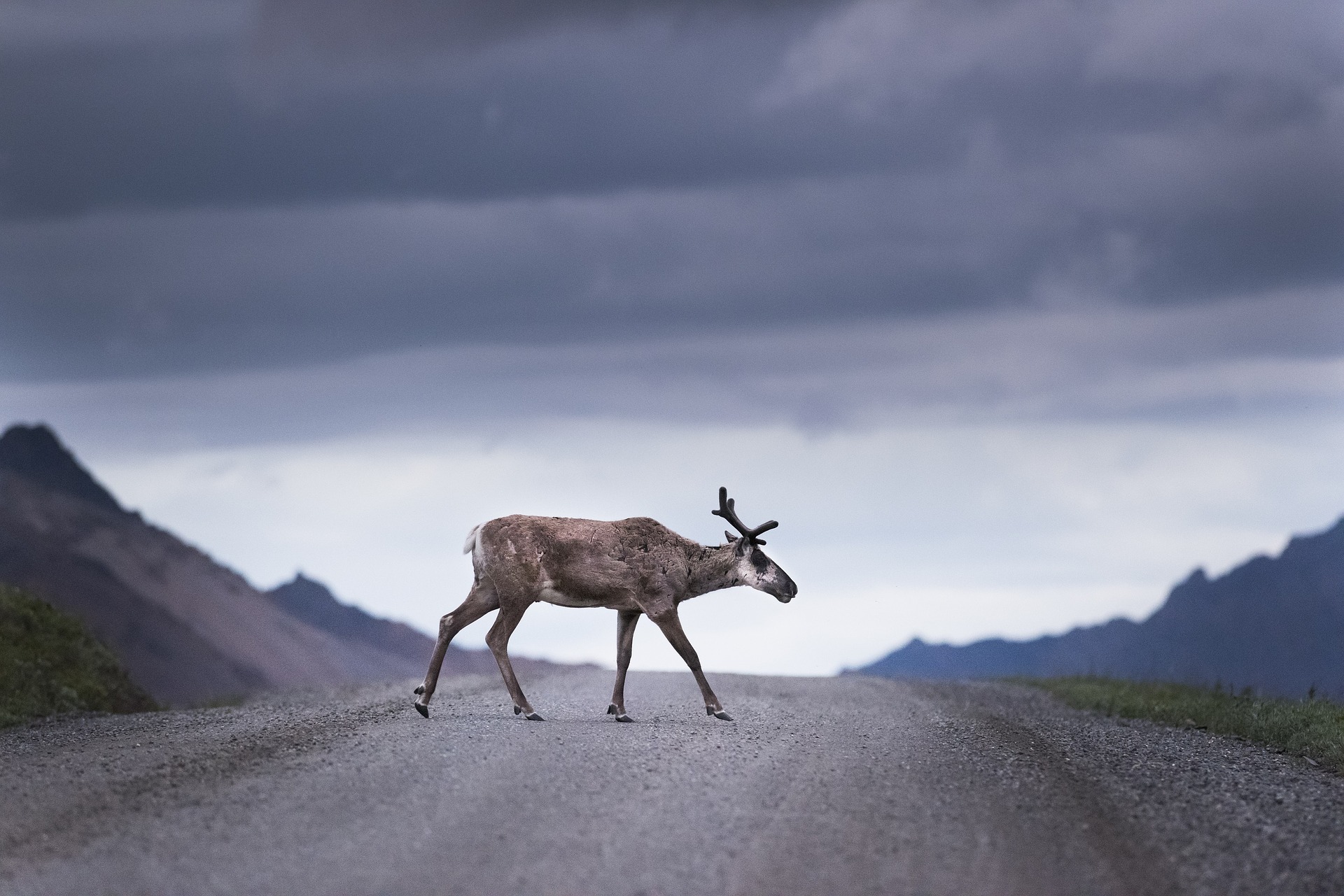 Photo of caribou crossing the road with mountains in the background.