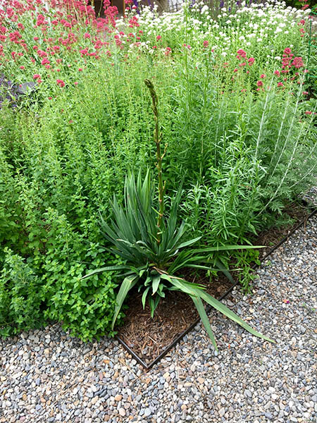 Photo of Yucca and Oregano along with other pollinators.