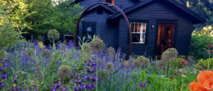 Photo of wildflower garden in front of house.