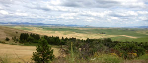 View of the Palouse from the summit of Steptoe Butte.