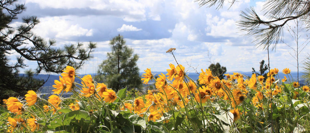 Photo of arrowleaf balsamroot on Antoine Peak.