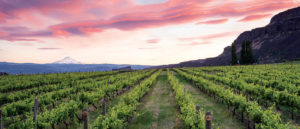 Photo of vineyards at sunset.