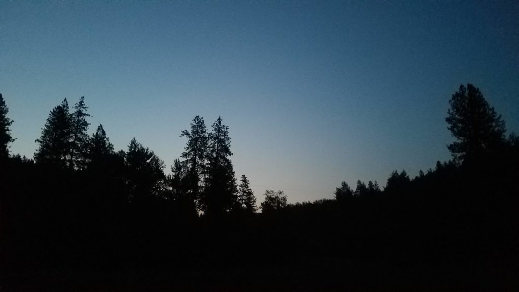Black silhouette of pine trees at night.
