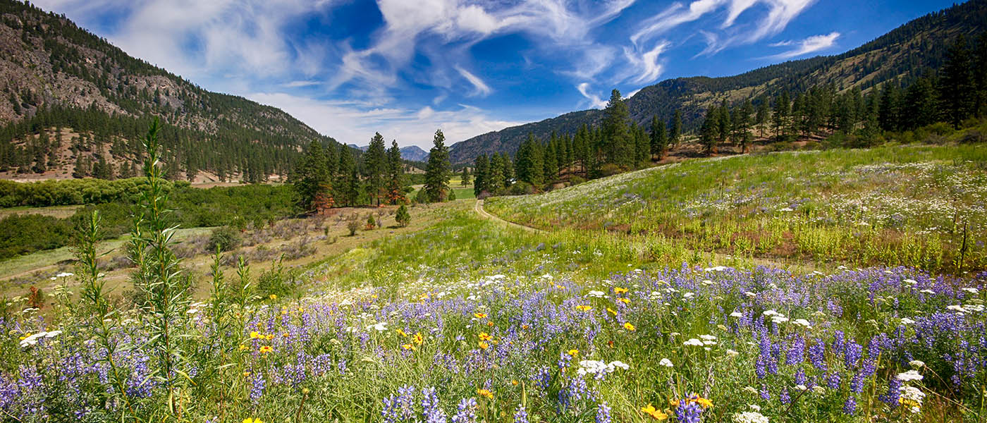 Photo of trails with mountains in background and wildflowers in foreground.