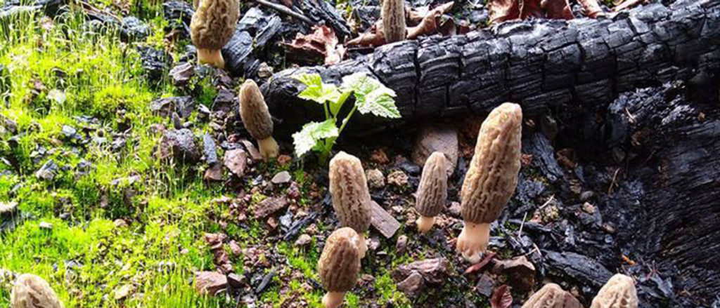 Photo of morel mushrooms growing in the wild.