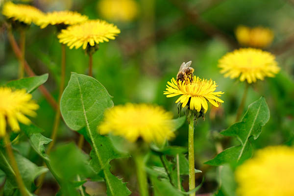 Photo of bee on dandelion