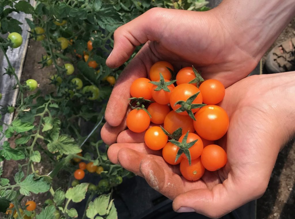 Hands holding baby tomatoes fresh-picked from the garden.