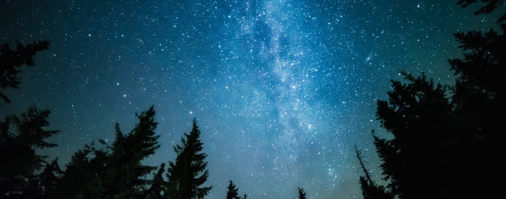 Night sky with stars and silhouette of pine trees.s.