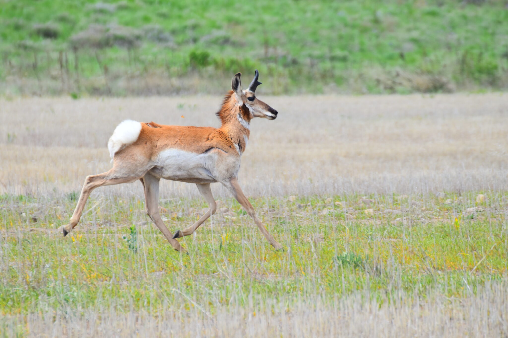 Welcoming the Pronghorn Antelope Back to Washington - Out There Outdoors