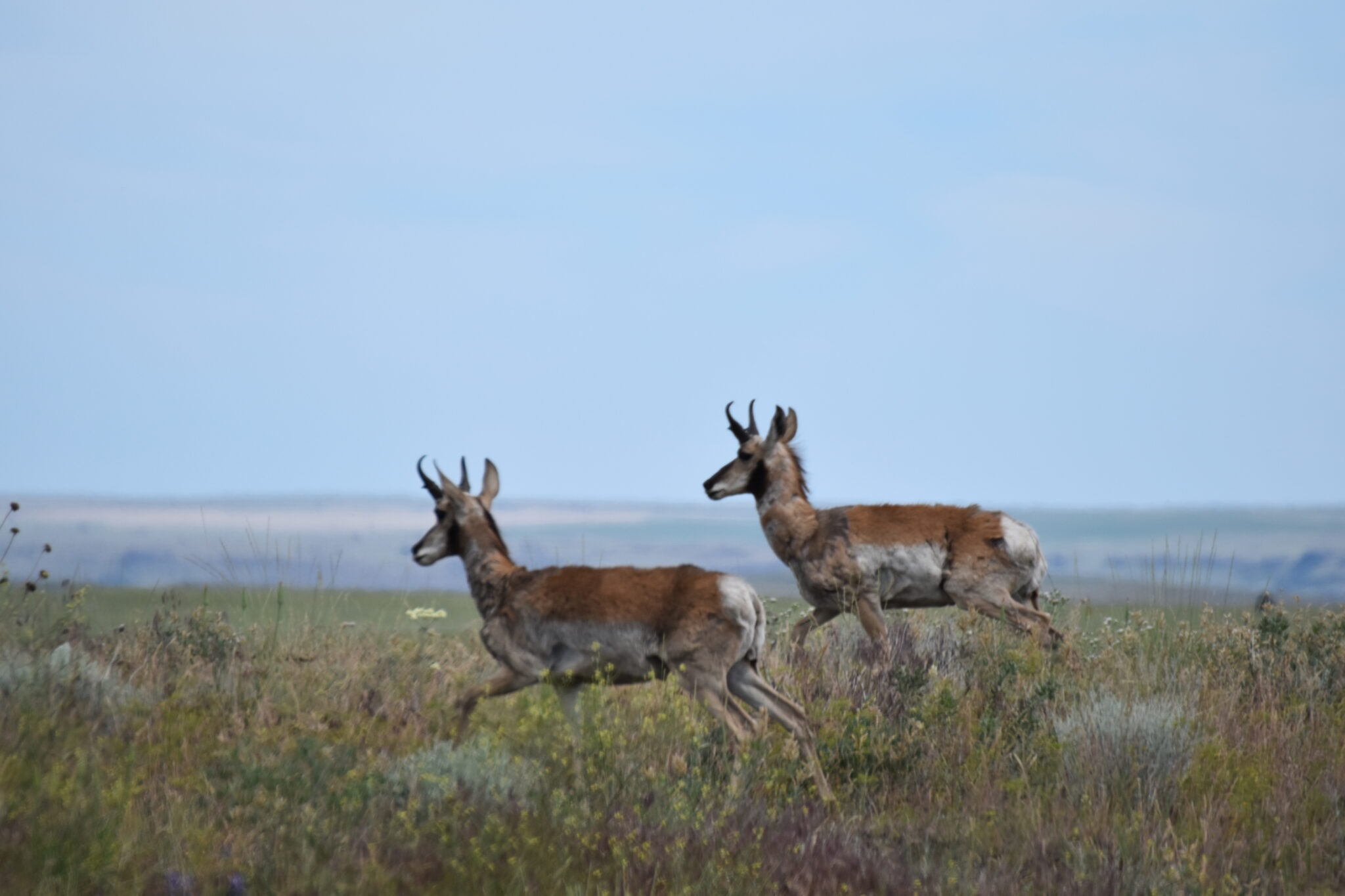 the Pronghorn Antelope Back to Washington Out There Outdoors