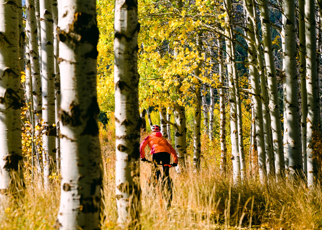 A mountain biker riding a trail among Aspen trees with yellow leaves of autumn.