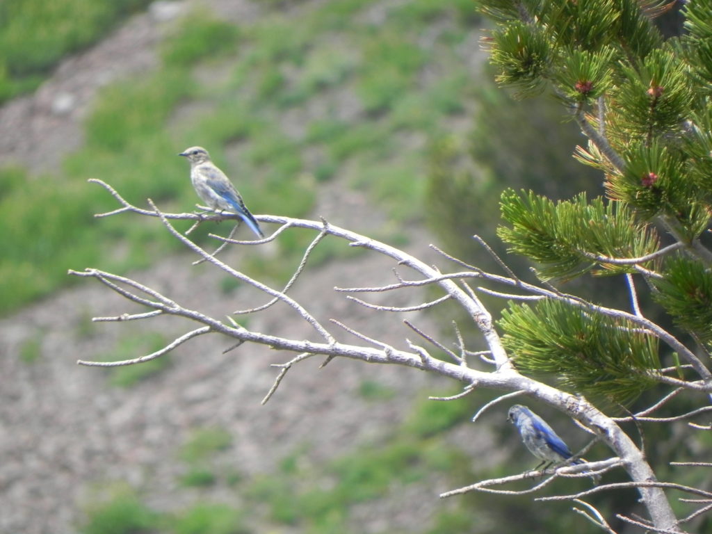 Mountain bluebird, with white and blue feathers, perched on a long leafless branch.