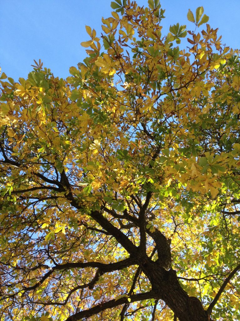 Golden yellow leaves of at tree from the viewpoint of standing underneath the tree canopy.