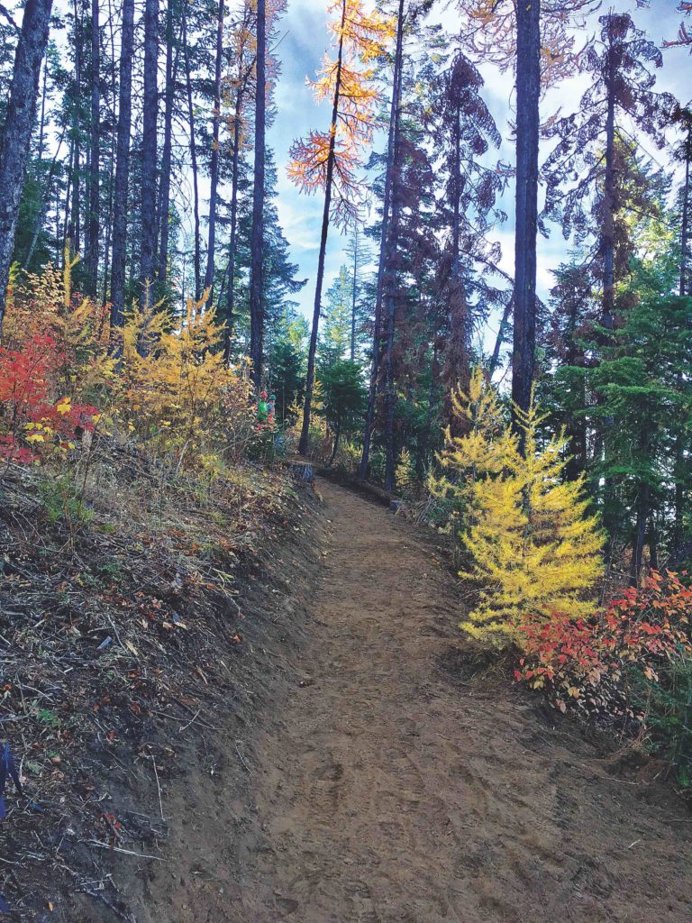 Forested trail at Mica Peak Conservation Area, with yellow larch trees and red and orange hues on leaves.