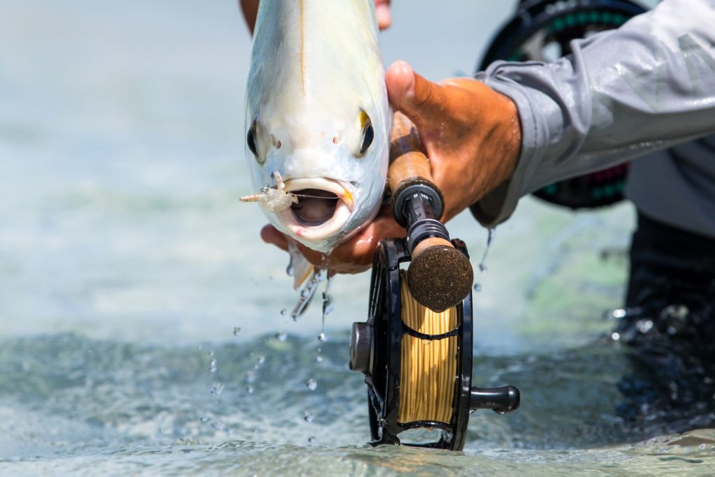 Fly Fishing DownUnder