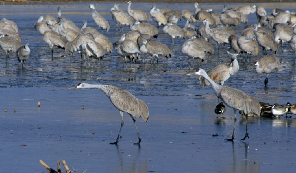 LBL Wildlife Report: Nature's lifelong dancers, the sandhill crane