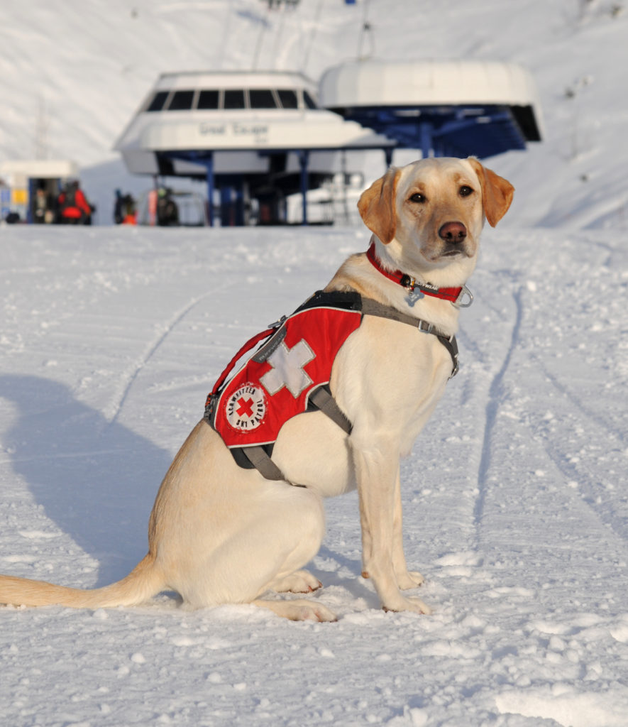 Meet Murphy, Schweitzer Mountain's avalanche dog in-training
